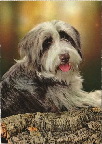 Cpa bearded collie dog - bearded,