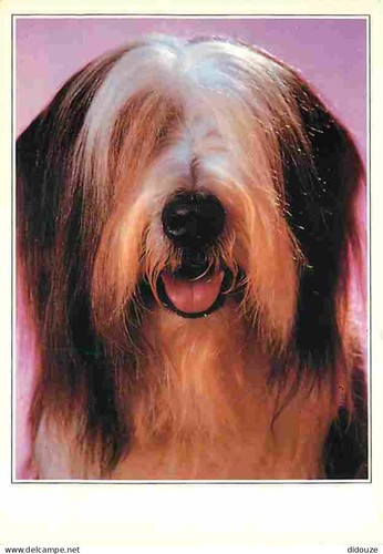 Carte postale animaux - animaux,