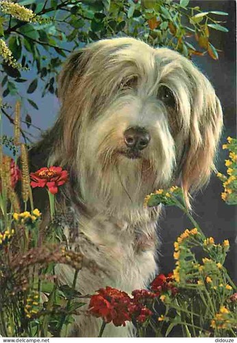 Carte postale animaux - carte,
