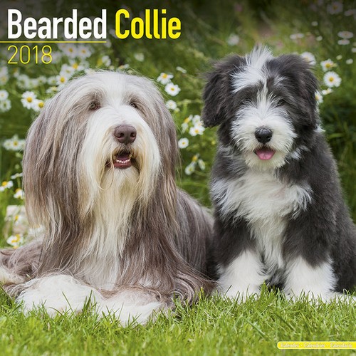 Calendrier 2018 bearded - calendrier,