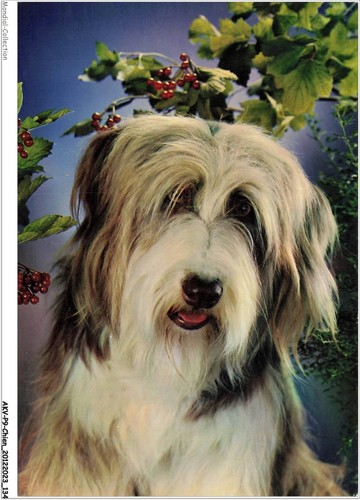 Akvp9 0712 chien le - le, bearded