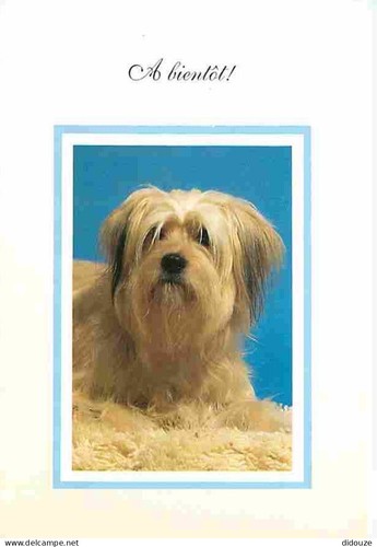 Carte postale animaux - -,